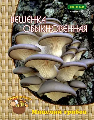 Чешуйчатка тополёвая (Hemipholiota populnea) – Грибы Сибири