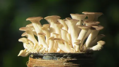 тополь Pholiota грибов крупного плана Aegerita Стоковое Изображение -  изображение насчитывающей грибок, деревянно: 18080157