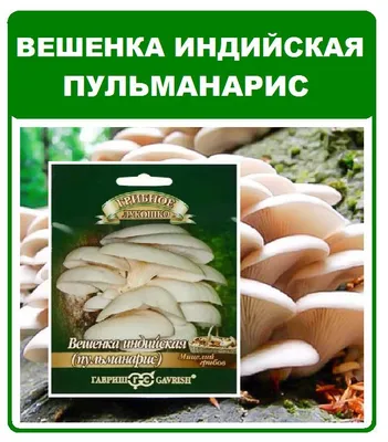 Когда собирать грибы: народные приметы в помощь любителям тихой охоты |  Дачная кухня (Огород.ru)