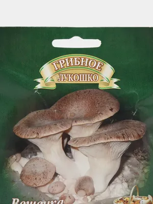 Сморчки: описание грибов, где растут, как выглядят, съедобность, фото в лесу