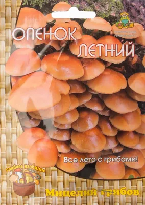 Грибы Вешенка индийская Пульманарис мицелий грибов на палочке 12шт. Гавриш  - купить по выгодным ценам в интернет-магазине OZOZN (839804413)