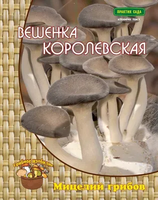 Съедобные грибы Краснодарского края и Адыгеи — Краснодарский край