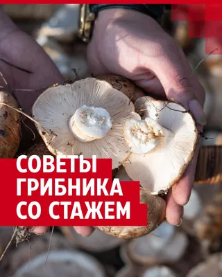 Грибы топольки - 64 фото