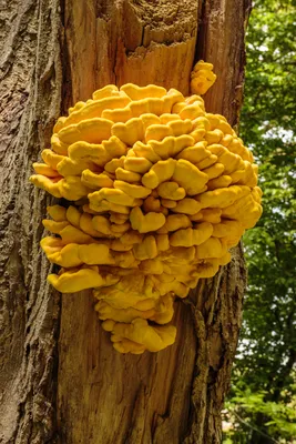 Griboved - 🍄Вешенка легочная (Pleurotus pulmonarius) съедобный гриб  семейства Вешенковые. Растет на мертвой древесине лиственных пород (ольха,  тополь, осина, липа, береза) с мая по сентябрь. Ядовитых двойников не  имеет. 🍄Pleurotus pulmonarius, commonly