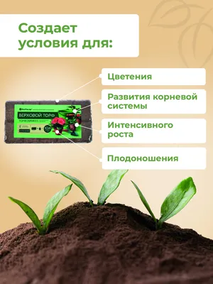 Болотное чудо. К какому торфу стоит присмотреться