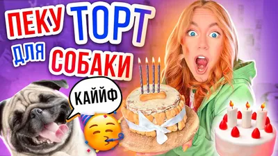 🐶РЕЦЕПТ СОБАЧЬЕГО ТОРТА 🎂 из корма | Кинолог, дрессировка собак | Дзен