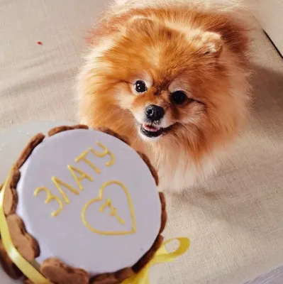 Торт для собаки фотографии