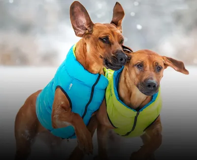 Товары для собак – купить в Воронеже | Интернет-магазин «Две собаки»