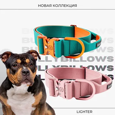 Современная амуниция для собак HOOG, дизайнерские товары для собак и кошек  на каждый день