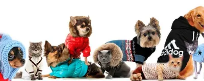 Комбинезон \"Динозавр\" одежда для собак, 5 размеров купить по цене 419 ₽ в  интернет-магазине KazanExpress