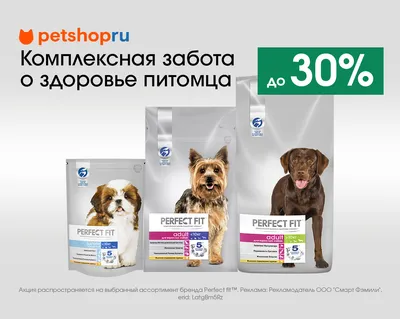 Банный халат и жилет на осень: продуманная одежда для собак от уральского  бренда