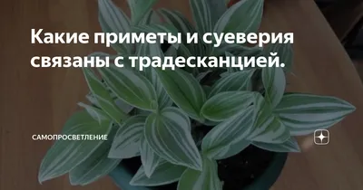 Какие приметы и суеверия связаны с традесканцией. | самопросветление | Дзен