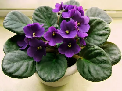 Классификация подтрибы Традесканциевые (Tradescantiinae) | ВКонтакте