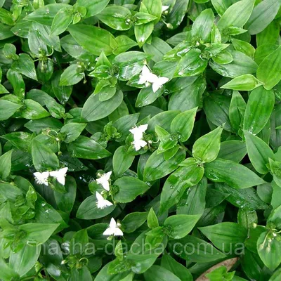 Коллекции растений ЦСБС СО РАН - Tradescantia fluminensis Vell. – Традесканция  приречная