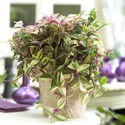 Традесканция приречная Вариегата (Tradescantia Fluminensis variegata)