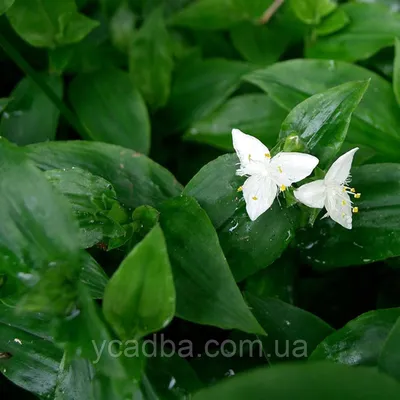 Традесканция приречная (Tradescantia fluminensis) — описание, выращивание,  фото | на LePlants.ru