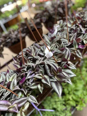 Вертикордия — Традесканция приречная вариегатная (Tradescantia fluminensis  variegata)