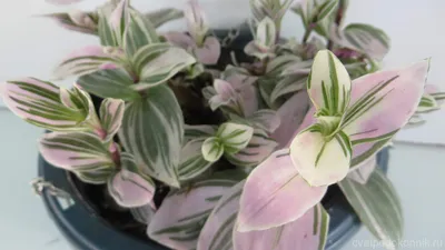 Традесканция приречная -Tradescantia fluminensis Quadricolor D17 H35