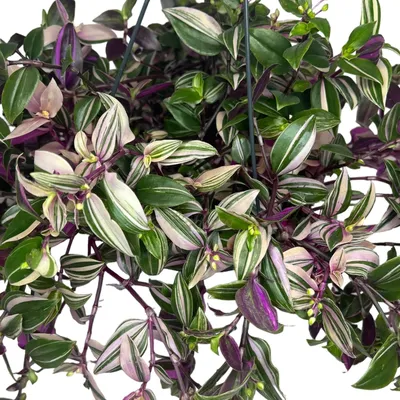 Традесканция приречная -Tradescantia fluminensis Quadricolor D12 H20