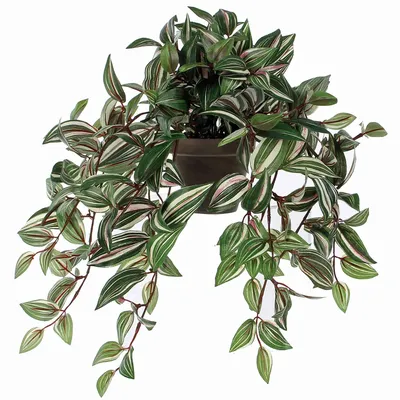 Традесканция приречная (tradescantia fluminensis), цена 40 грн - купить  Сад/огород новые - Клумба