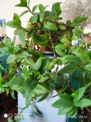 Традесканция приречная -Tradescantia fluminensis Quadricolor D5 H15