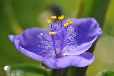 Саженцы Традесканция виргинская \"Tradescantia\" из питомника растений  Гринстрана купить по цене от 700 рублей | Описание, фото, доставка,  консультация — Гринстрана.ру