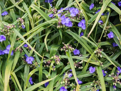 Традесканция виргинская Блю Стон: купить в Москве саженцы Tradescantia  virginiana Blue Stone в питомнике «Медра»