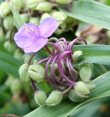 Традесканция (Tradescantia)