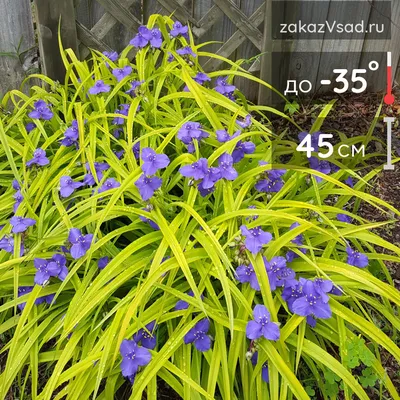 Коллекции растений ЦСБС СО РАН - Tradescantia virginiana L. – Традесканция  виргинская