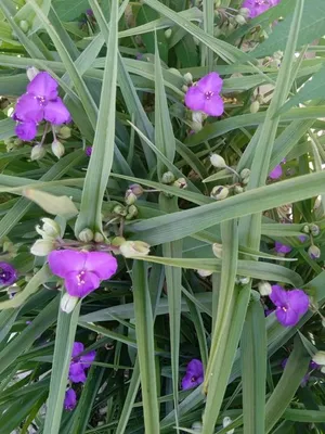 Tradescantia virginiana L., Традесканция виргинская (World flora) -  Pl@ntNet identify