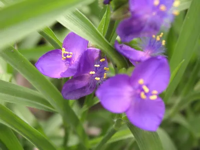 Tradescantia virginiana - Изображение особи - Плантариум