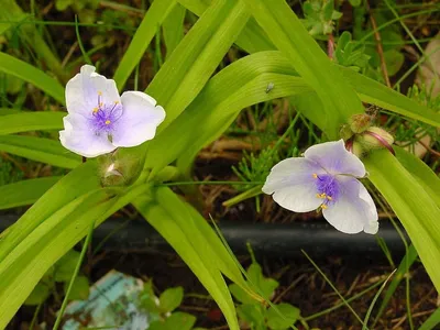 Коллекционный объект БСИ ДВО РАН: Tradescantia virginiana (Традесканция  виргинская)