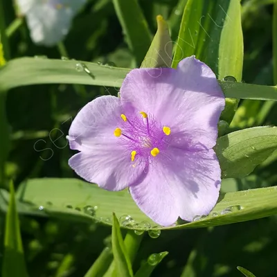 Традесканция Андерсона Билберри Айс с доставкой! 🌱 [744633]