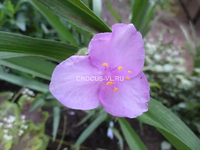 Традесканция 'Innocence' (Tradescantia 'Innocence')