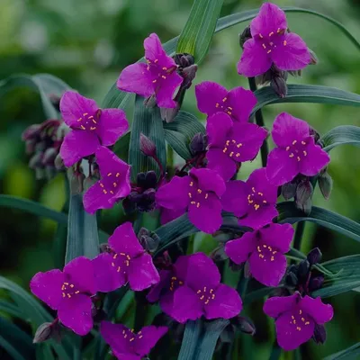 Традесканция Андерсона (Tradescantia andersoniana `Rubra`) - Традесканция  Андерсона - Многолетники - Каталог - LESKOVO-PITOMNIK.ru