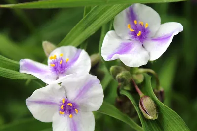 Традесканция виргинская Билбери Айс: купить в Москве саженцы Tradescantia  virginiana Billbery Ice в питомнике «Медра»