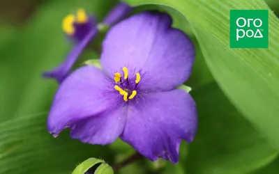 Фотография Традесканция виргинская (Tradescantia virginiana) | Фотобанк  ГеоФото/GeoPhoto | GetImages Group