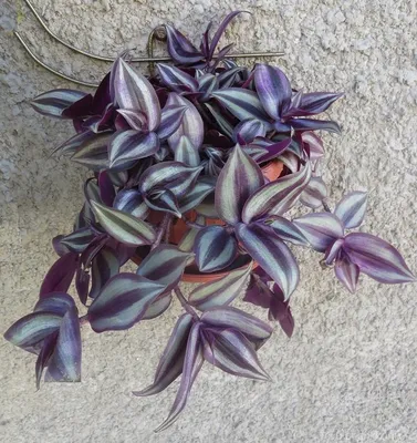 Традесканция зебрина (Tradescantia zebrina)