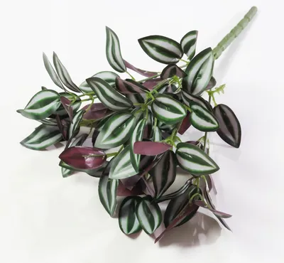 Купить оптом Традесканция Зебрина ( Tradescantia Zebrina ) W 12 см H см