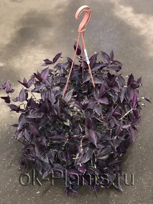 Традесканция Зебрина мини (Tradescantia Zebrina)