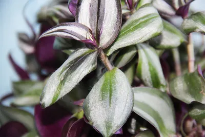 Традесканция зебрина, Tradescantia zebrin (ID#1473963952), цена: 68 ₴,  купить на Prom.ua