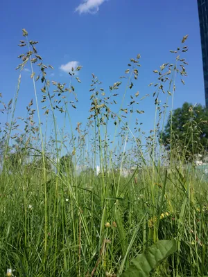 Трава мятлик луговой фото фотографии