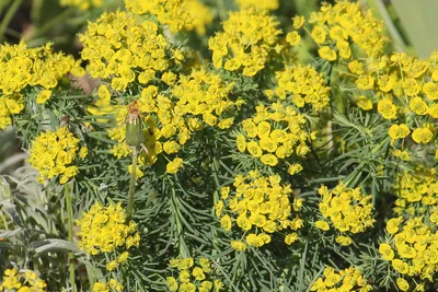 Молочай кипарисовый (Euphorbia cyparissias) | BOTSAD.BY