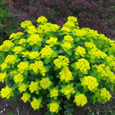 Саженцы Молочай многоцветковый \"Euphorbia polychroma\" из питомника растений  Гринстрана купить по цене от 550 рублей | Описание, фото, доставка,  консультация — Гринстрана.ру