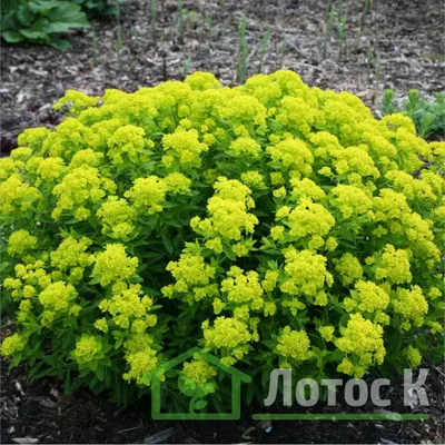 Растение ⌀ 6 Euphorbia MILII (Молочай Миля красный, Эуфорбия): купить c  доставкой почтой 🌸 Адениум дома