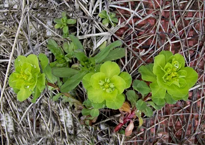 Молочай болотный (Euphorbia palustris)