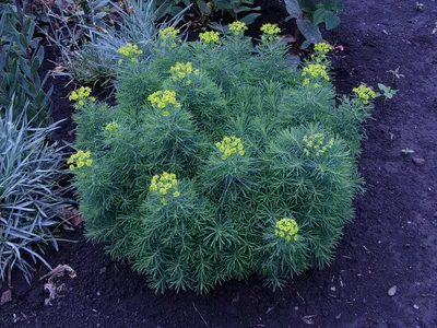 Молочай солнцегляд. - Euphorbia helioscopia L. - сорняк: распространение,  хозяйственное значение, методы борьбы