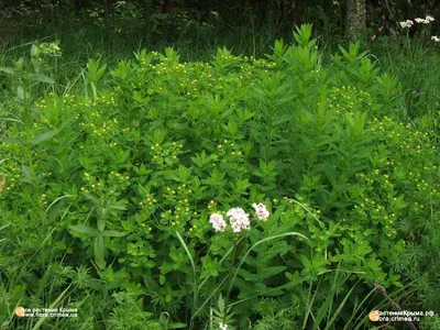 Молочай многоцветковый - Молочай - GardenPlants