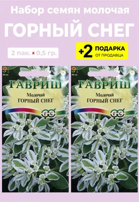 Молочай Миля крупноцветковыйкупить в Минске — интернет-магазин домашних  растений и подарков Villa Ma доставим на дом почтой или курьером по  Беларуси во все населенные пункты, купить в ассортименте