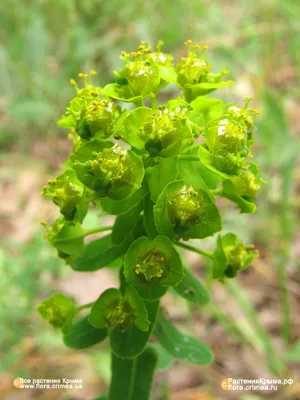 Коллекции растений ЦСБС СО РАН - Euphorbia ramipressa Croizat – Молочай  плосковеточный